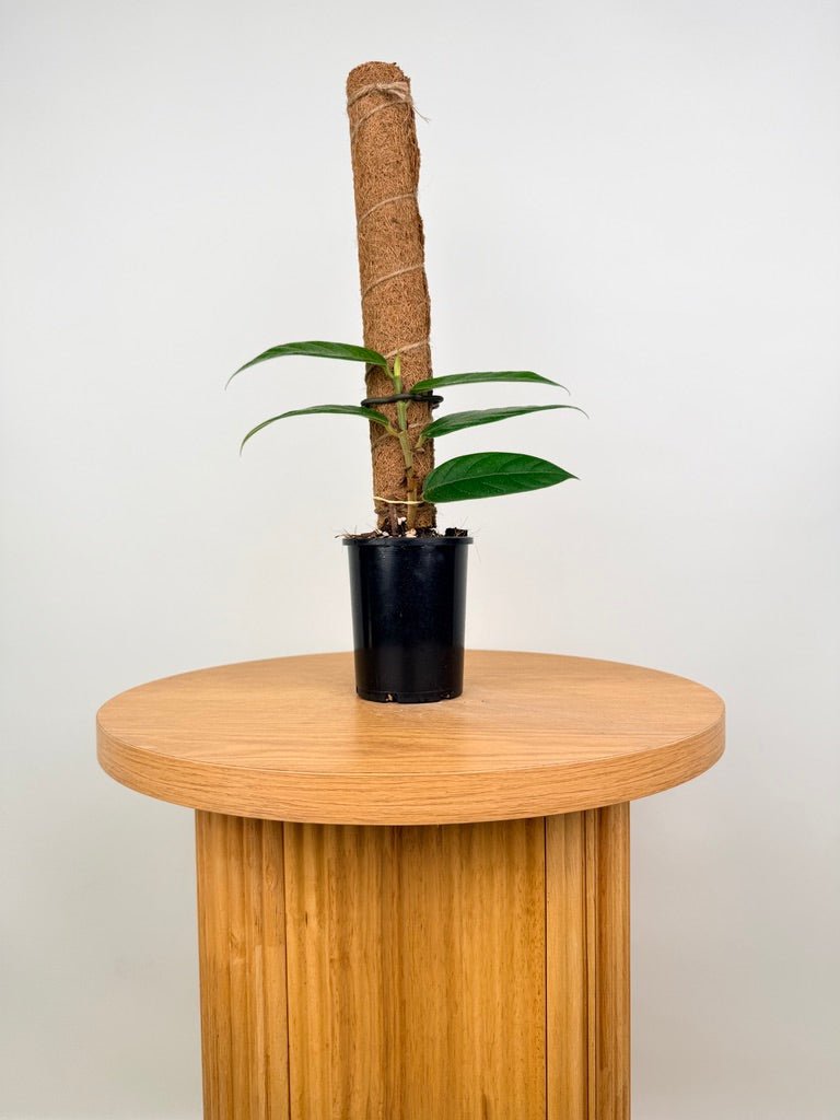 Ficus Villosa | Uprooted