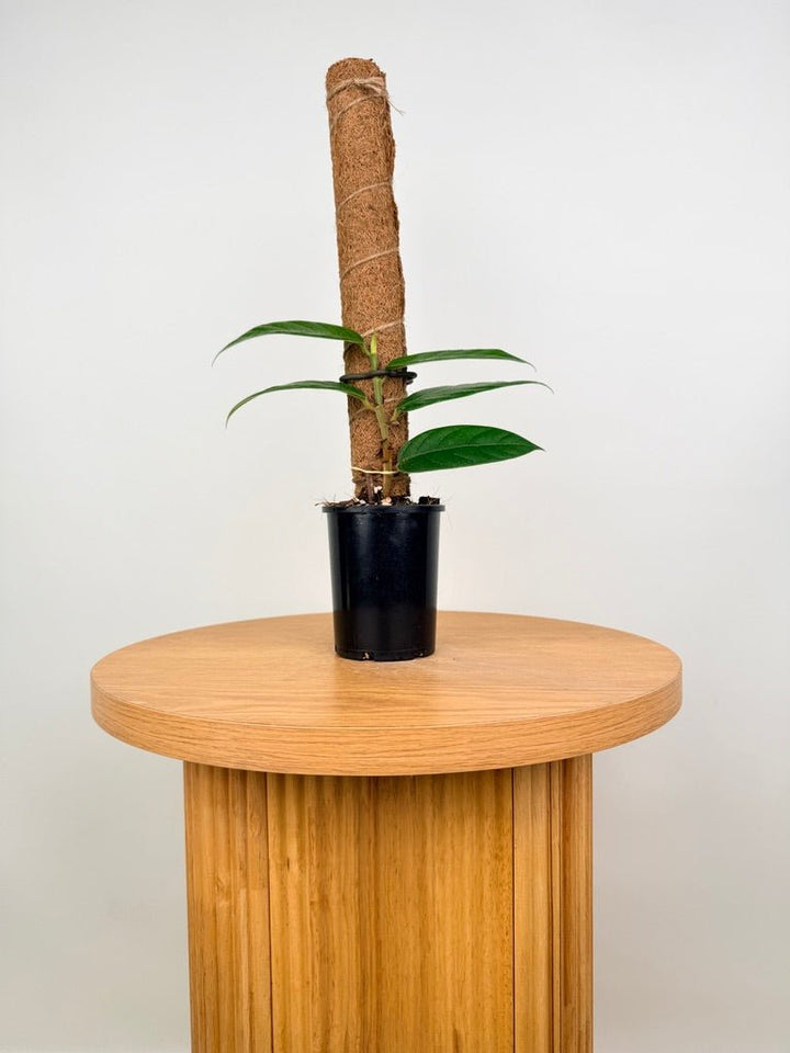 Ficus Villosa | Uprooted