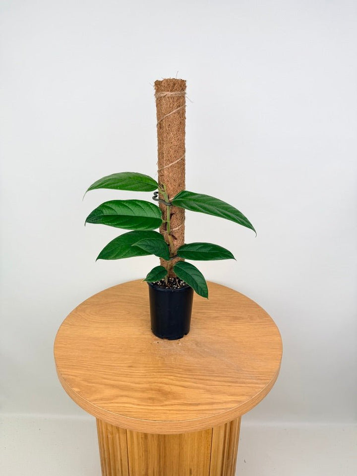 Ficus Villosa | Uprooted