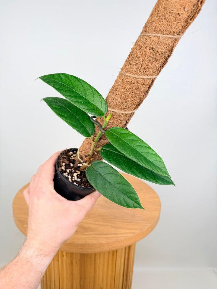 Ficus Villosa | Uprooted