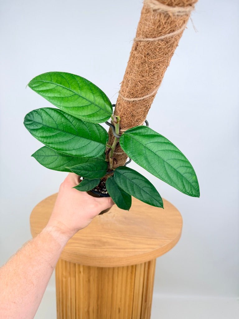 Ficus Villosa | Uprooted