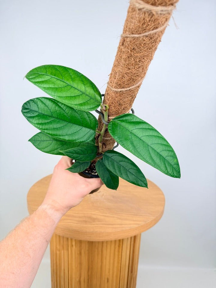 Ficus Villosa | Uprooted