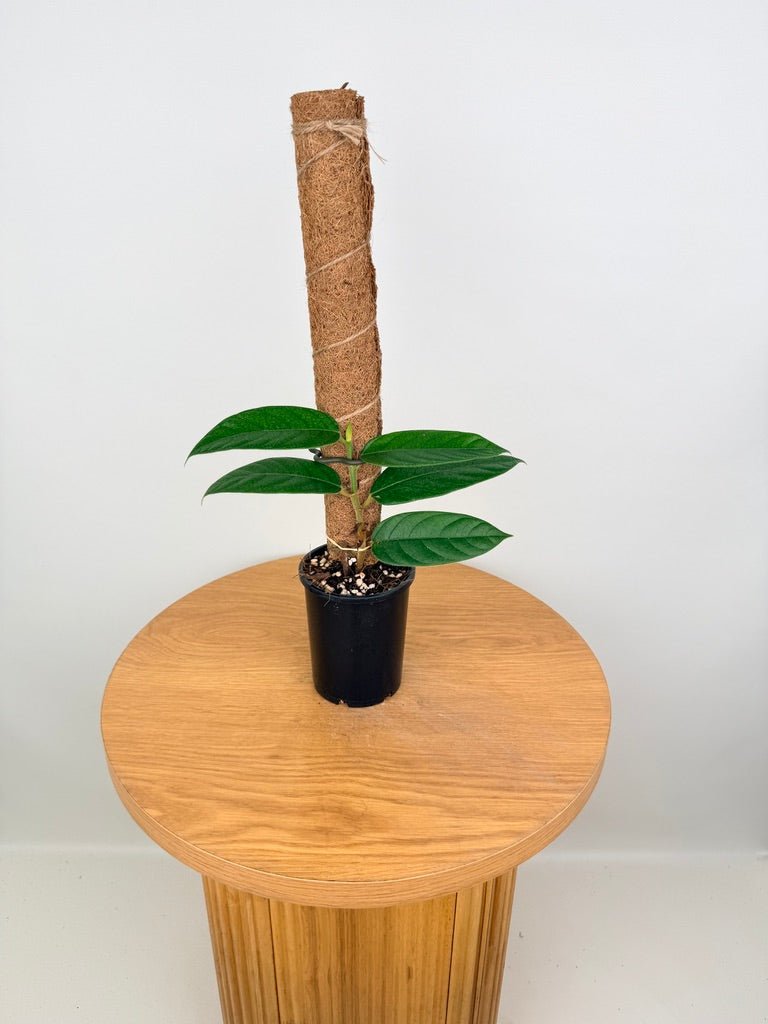 Ficus Villosa | Uprooted