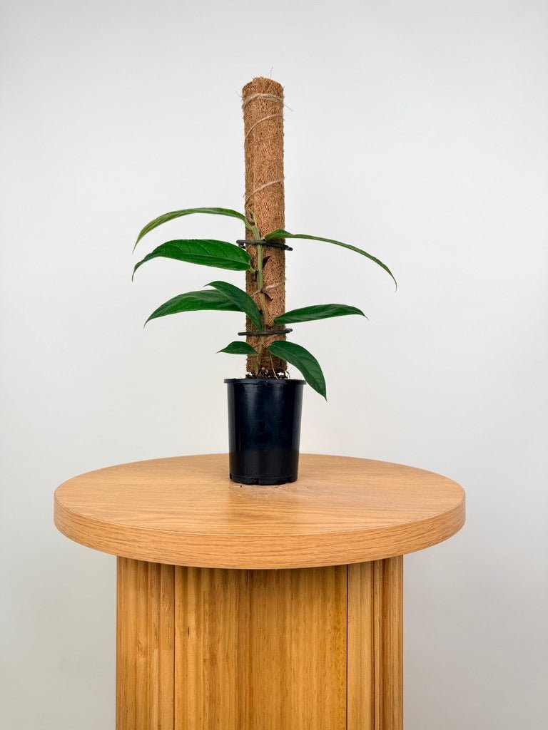 Ficus Villosa | Uprooted