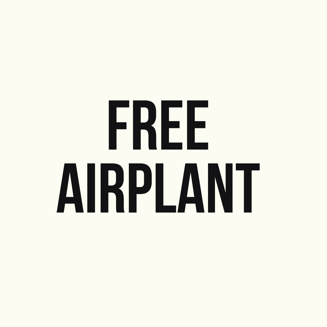 Free Tillandsia Airplant - Mixed - Not for WA | Uprooted