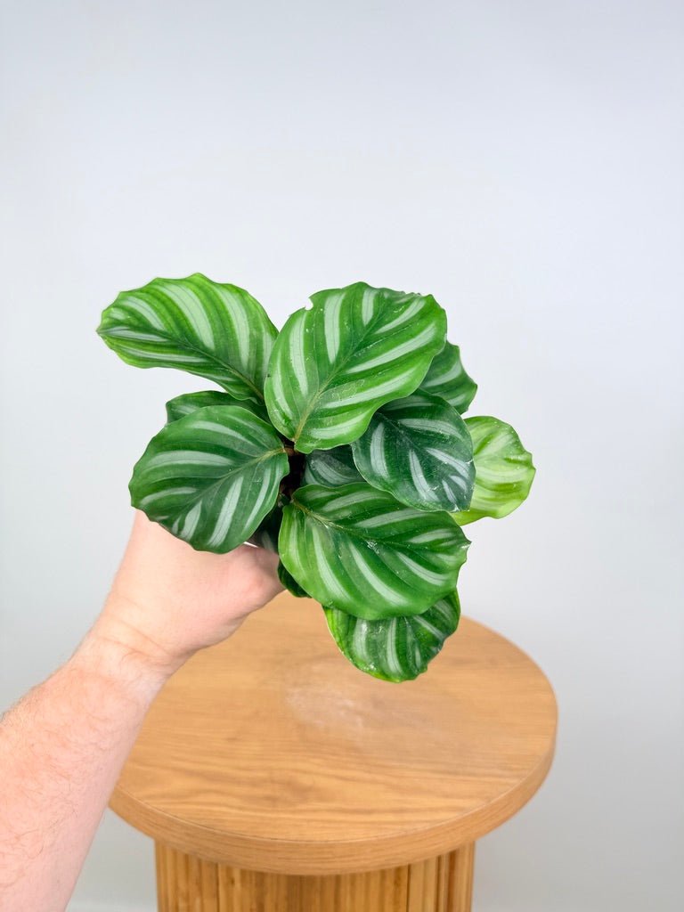 Goeppertia [Calathea] Fasciata - Besar | Uprooted
