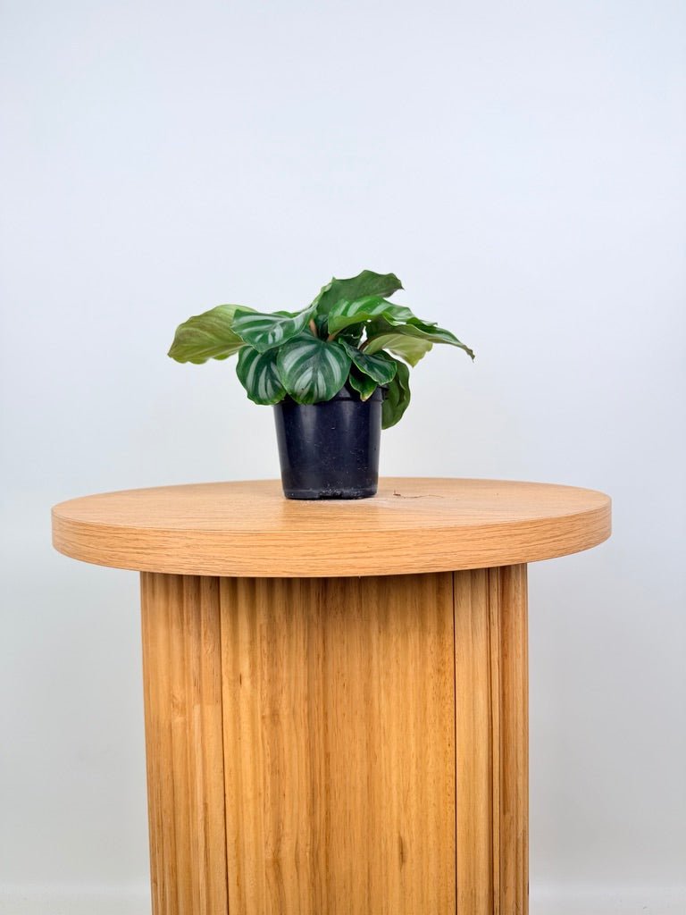 Goeppertia [Calathea] Fasciata - Besar | Uprooted