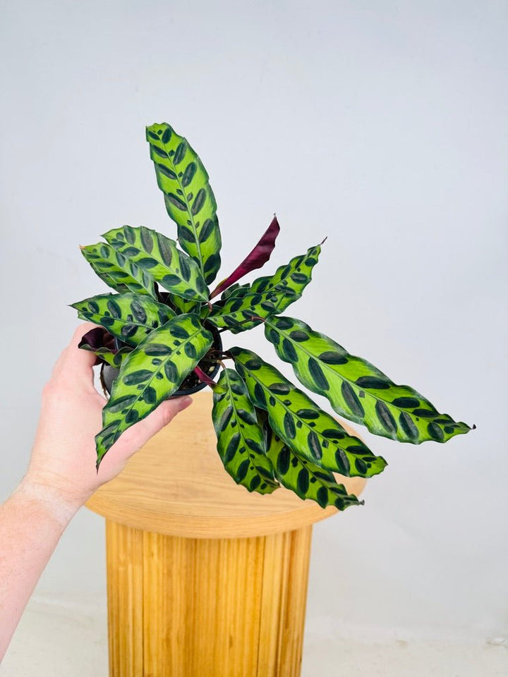 Goeppertia [Calathea] Insignis | Uprooted
