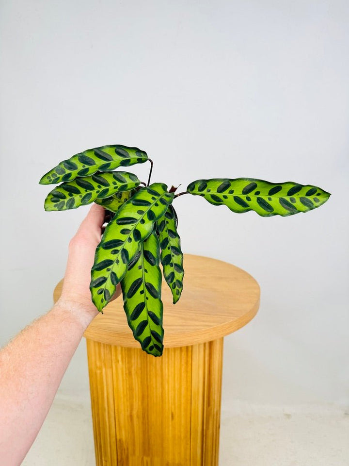 Goeppertia [Calathea] Insignis | Uprooted