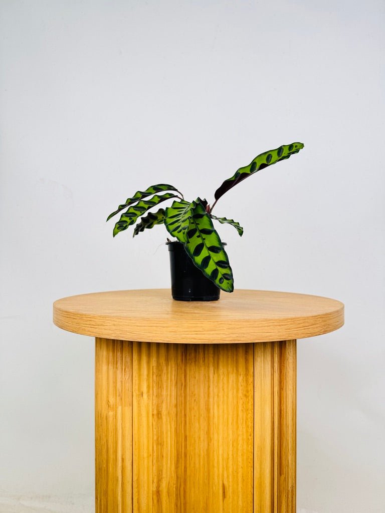 Goeppertia [Calathea] Insignis | Uprooted