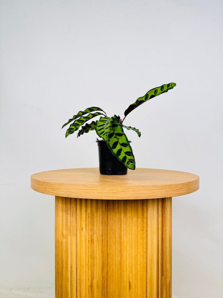 Goeppertia [Calathea] Insignis | Uprooted