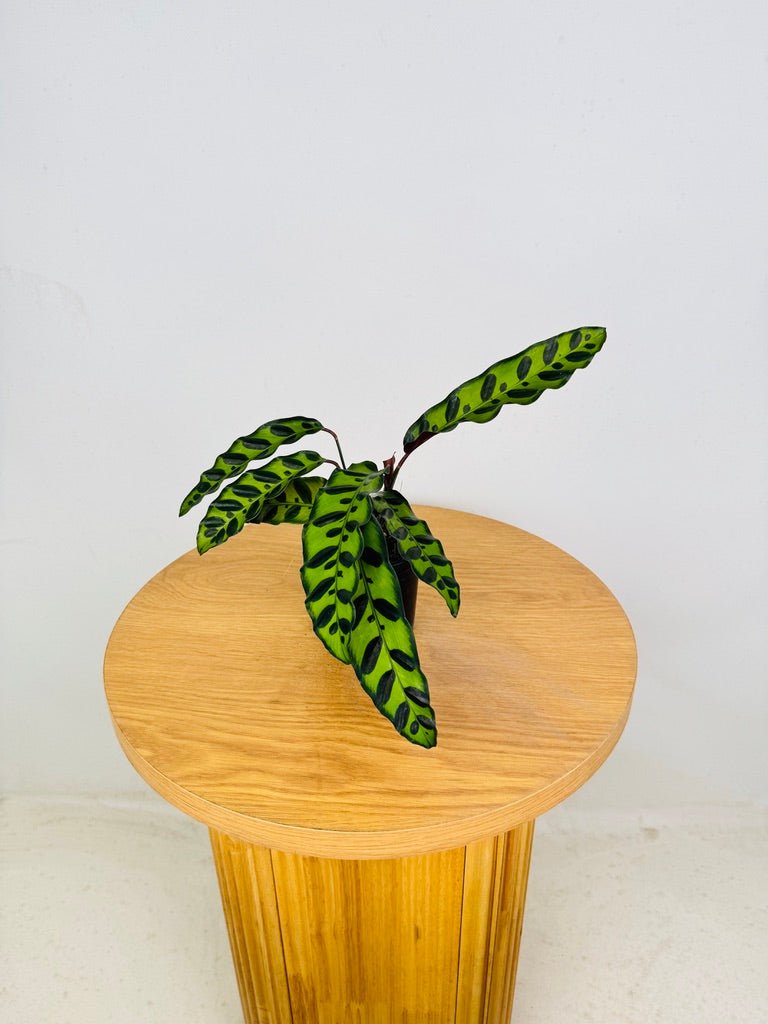 Goeppertia [Calathea] Insignis | Uprooted