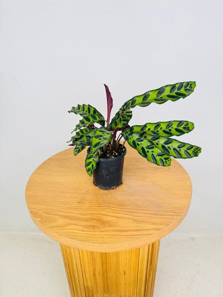 Goeppertia [Calathea] Insignis | Uprooted