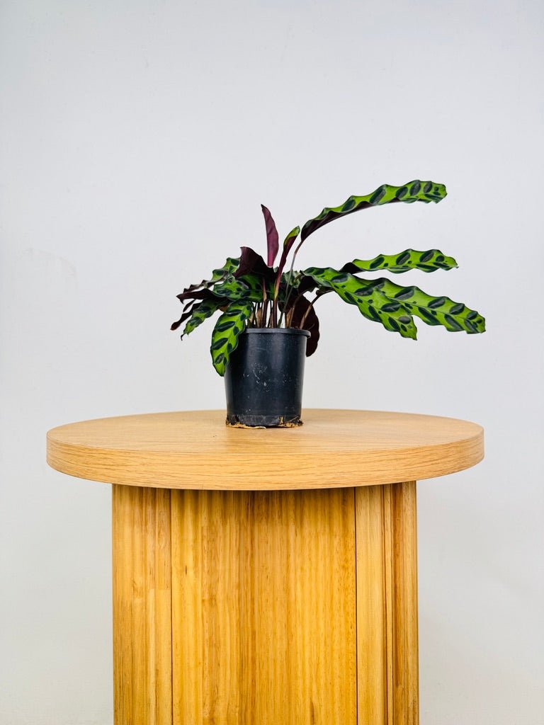 Goeppertia [Calathea] Insignis | Uprooted