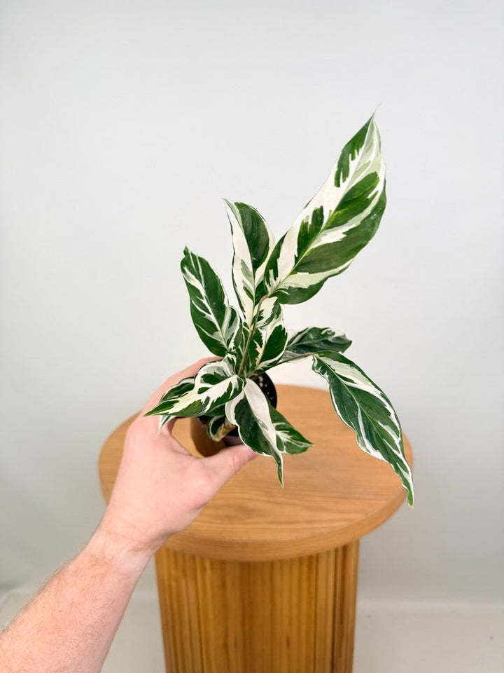 Goeppertia [Calathea] Lietzei - White Fusion | Uprooted