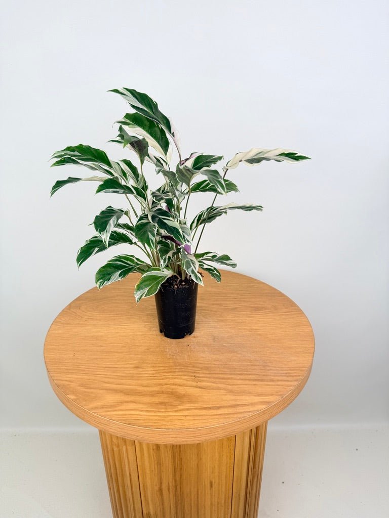 Goeppertia [Calathea] Lietzei - White Fusion | Uprooted