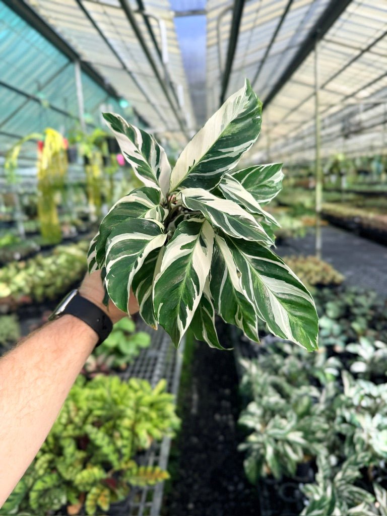 Goeppertia [Calathea] Lietzei - White Fusion | Uprooted