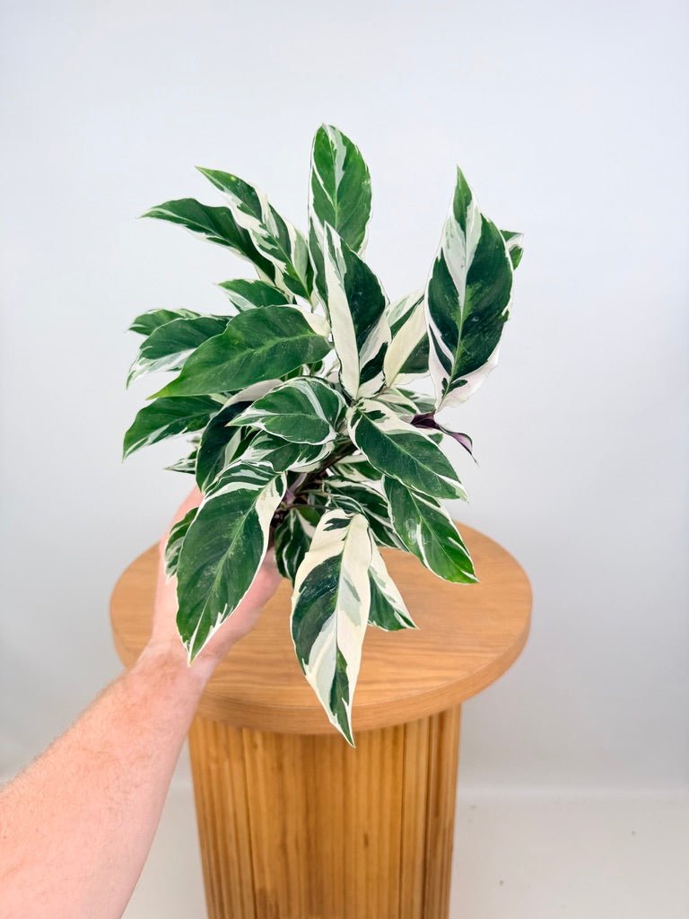 Goeppertia [Calathea] Lietzei - White Fusion | Uprooted