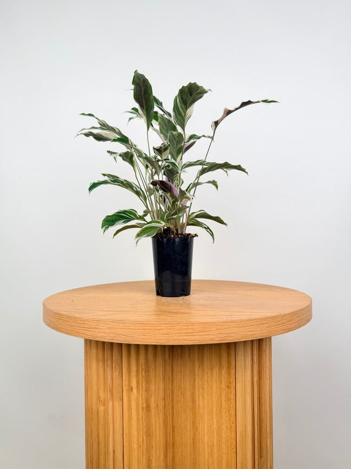 Goeppertia [Calathea] Lietzei - White Fusion | Uprooted