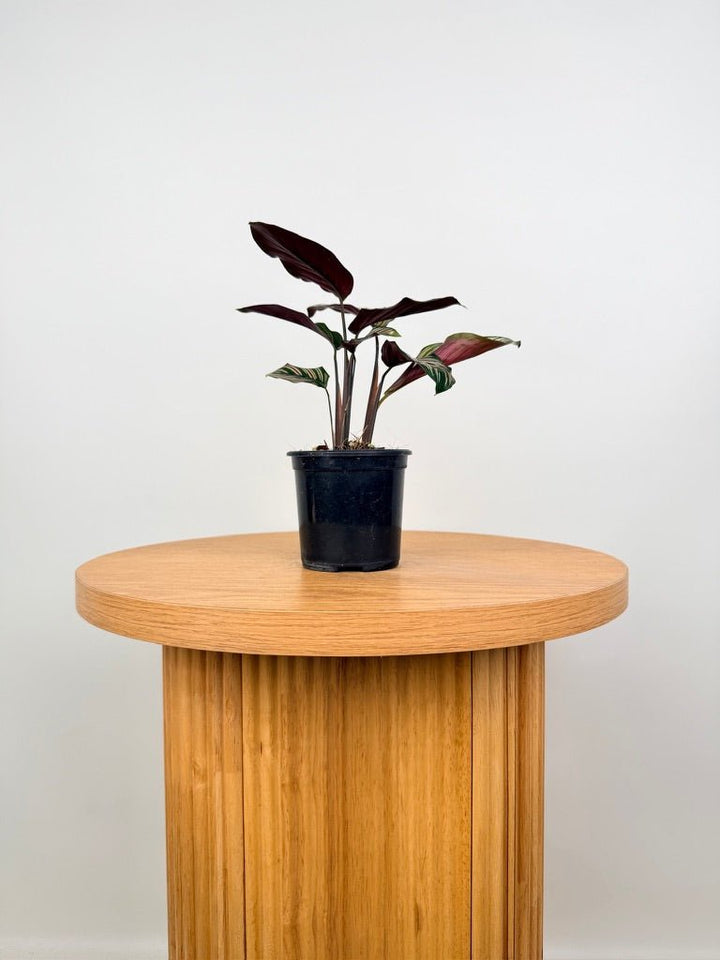 Goeppertia [Calathea] Majestica - White Star | Uprooted