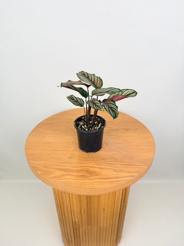 Goeppertia [Calathea] Majestica - White Star | Uprooted