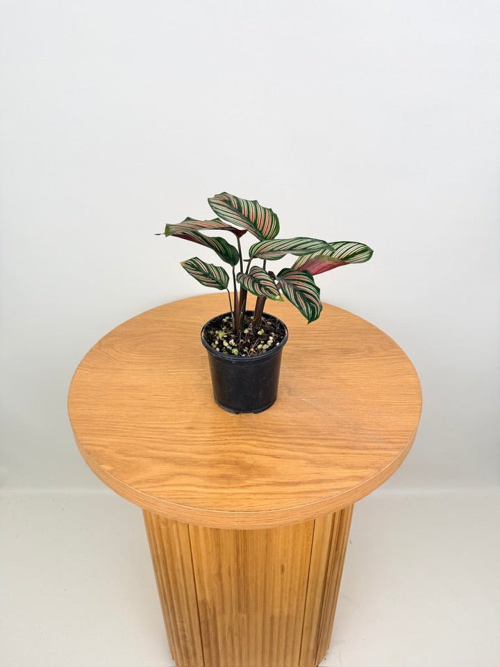 Goeppertia [Calathea] Majestica - White Star | Uprooted