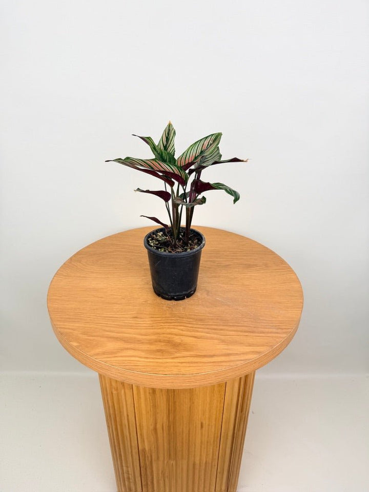 Goeppertia [Calathea] Majestica - White Star | Uprooted