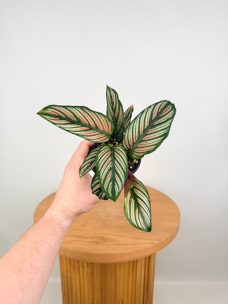 Goeppertia [Calathea] Majestica - White Star | Uprooted