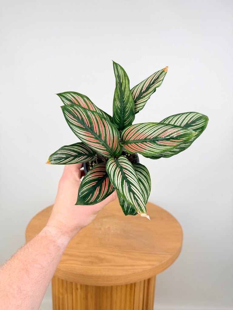 Goeppertia [Calathea] Majestica - White Star | Uprooted
