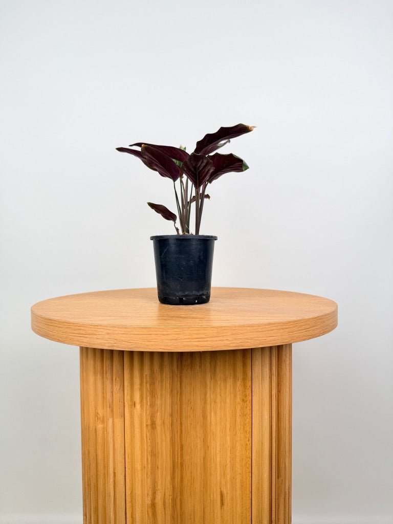 Goeppertia [Calathea] Majestica - White Star | Uprooted