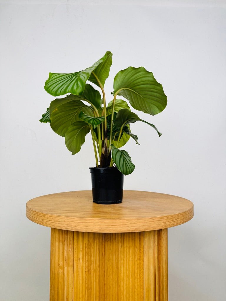 Goeppertia [Calathea] Orbifolia | Uprooted