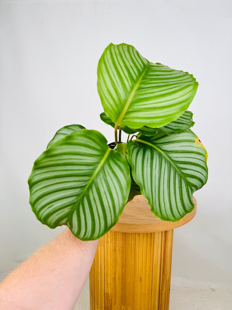 Goeppertia [Calathea] Orbifolia | Uprooted