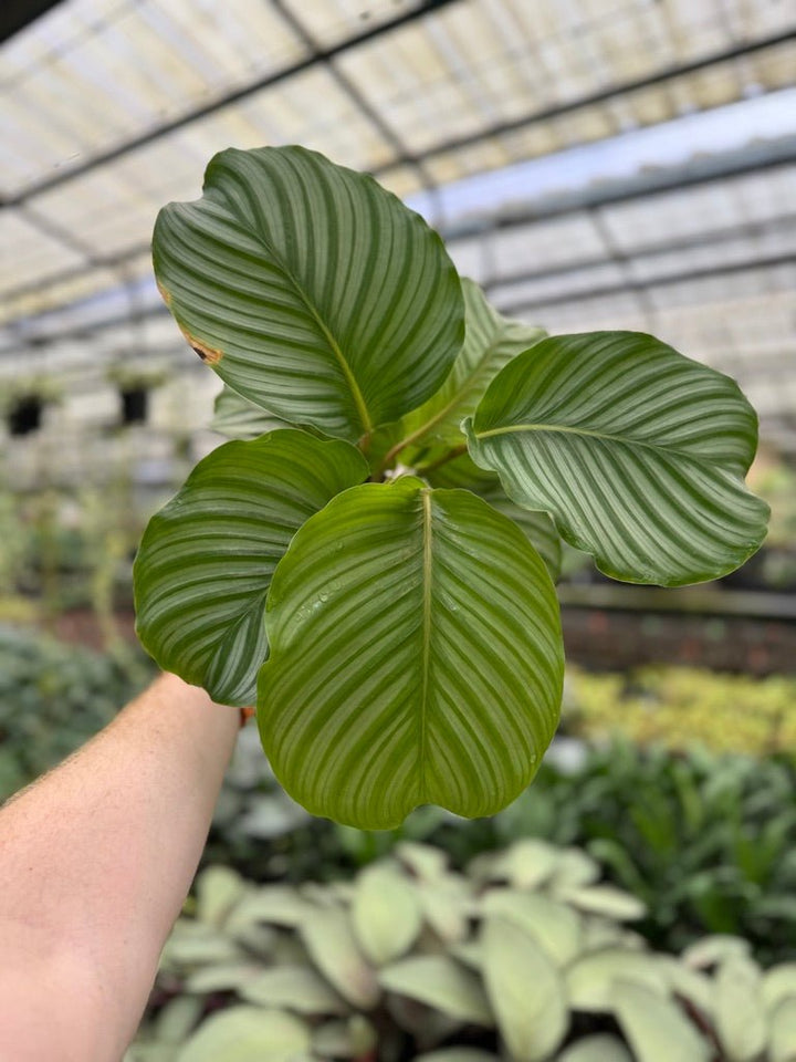 Goeppertia [Calathea] Orbifolia | Uprooted
