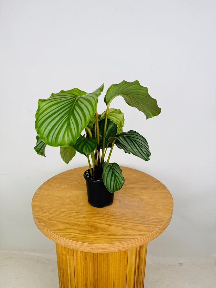 Goeppertia [Calathea] Orbifolia | Uprooted