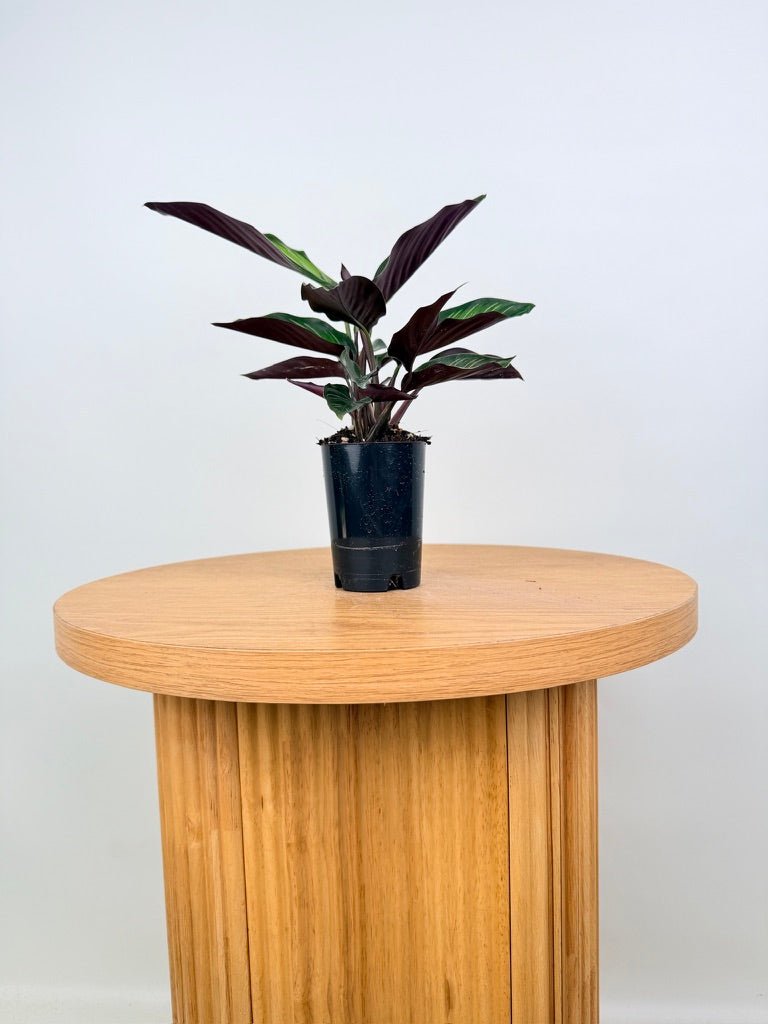 Goeppertia [Calathea] Ornata - Beauty Star | Uprooted
