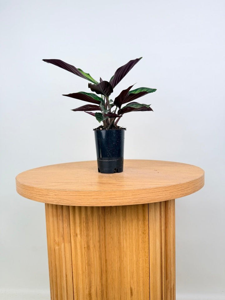 Goeppertia [Calathea] Ornata - Beauty Star | Uprooted