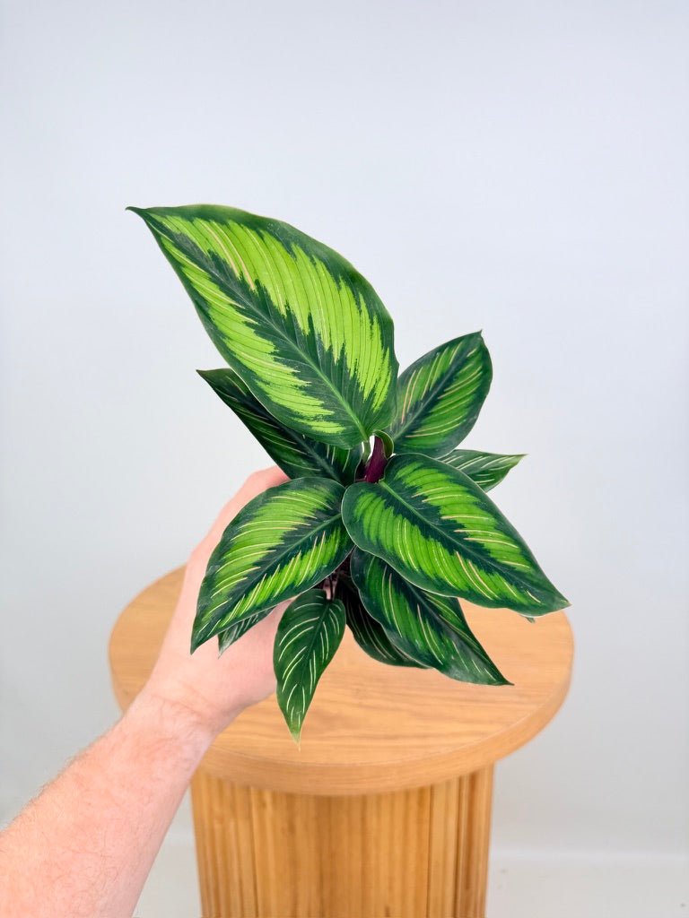 Goeppertia [Calathea] Ornata - Beauty Star | Uprooted