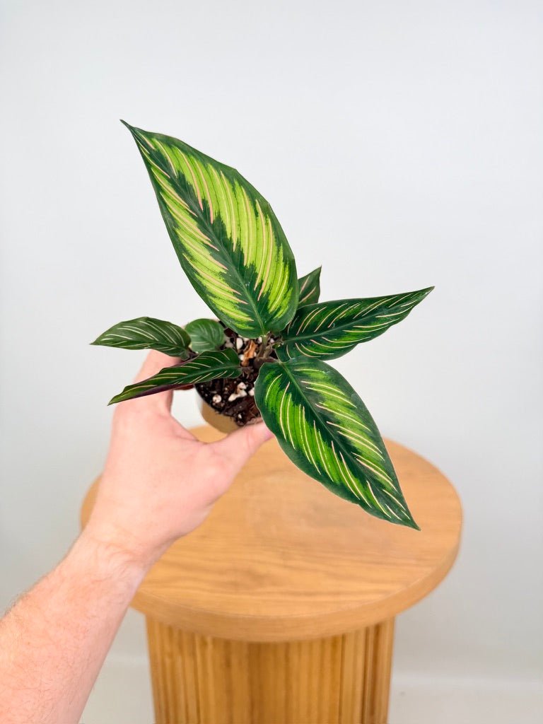 Goeppertia [Calathea] Ornata - Beauty Star | Uprooted