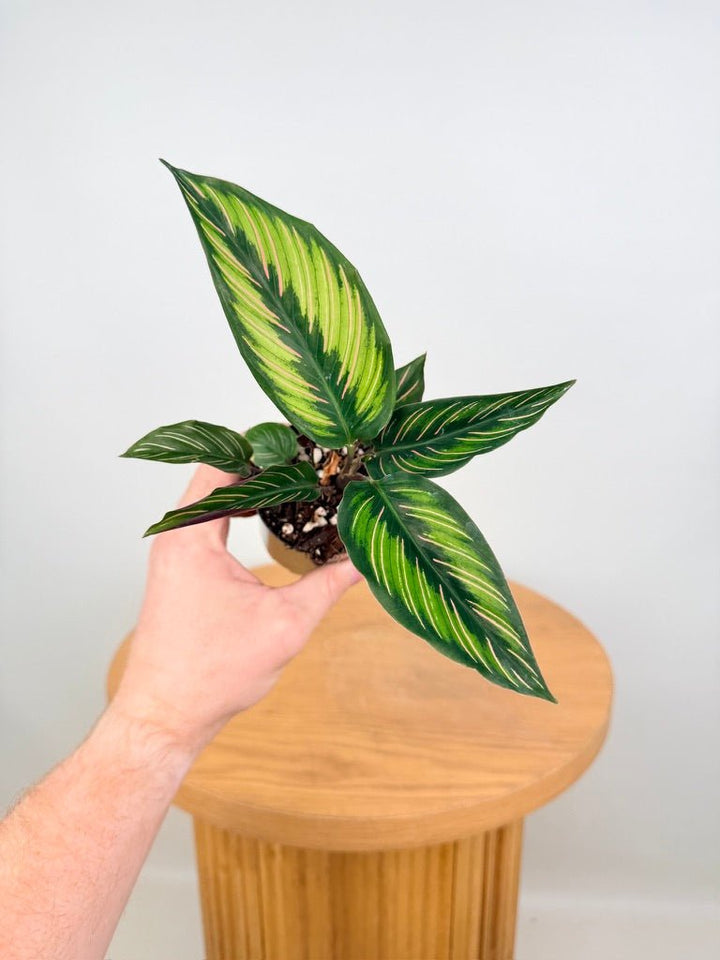 Goeppertia [Calathea] Ornata - Beauty Star | Uprooted