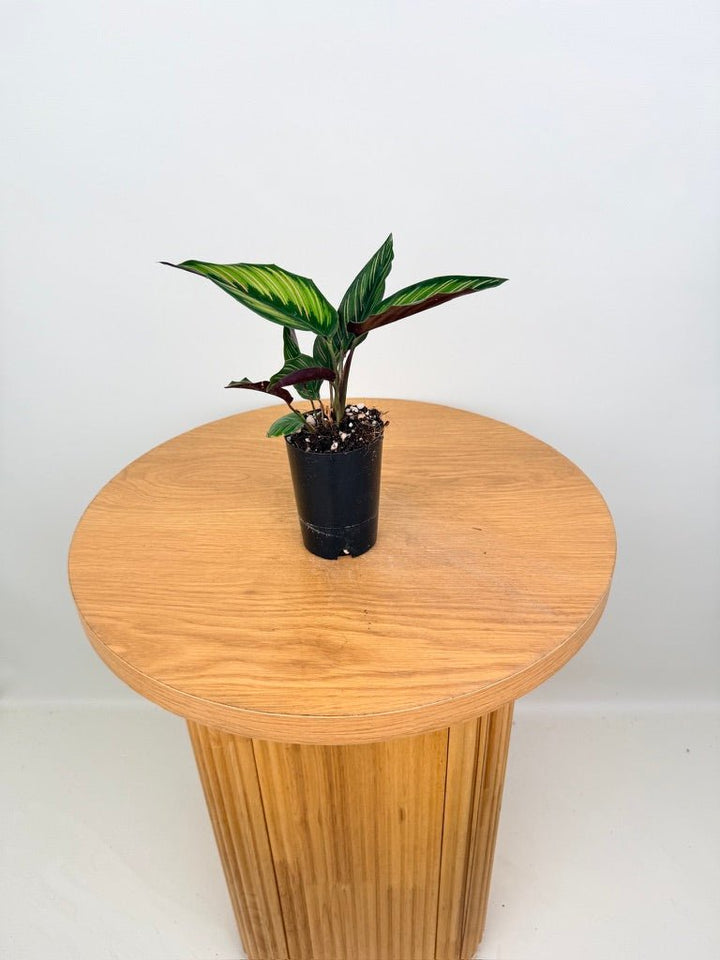 Goeppertia [Calathea] Ornata - Beauty Star | Uprooted