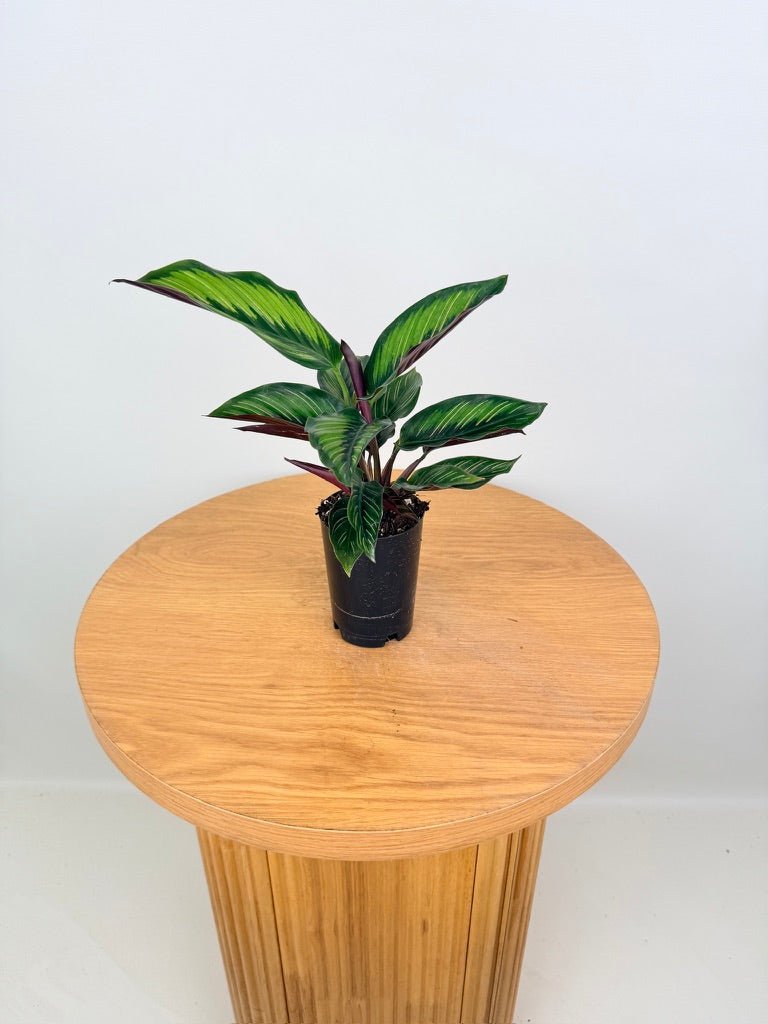 Goeppertia [Calathea] Ornata - Beauty Star | Uprooted