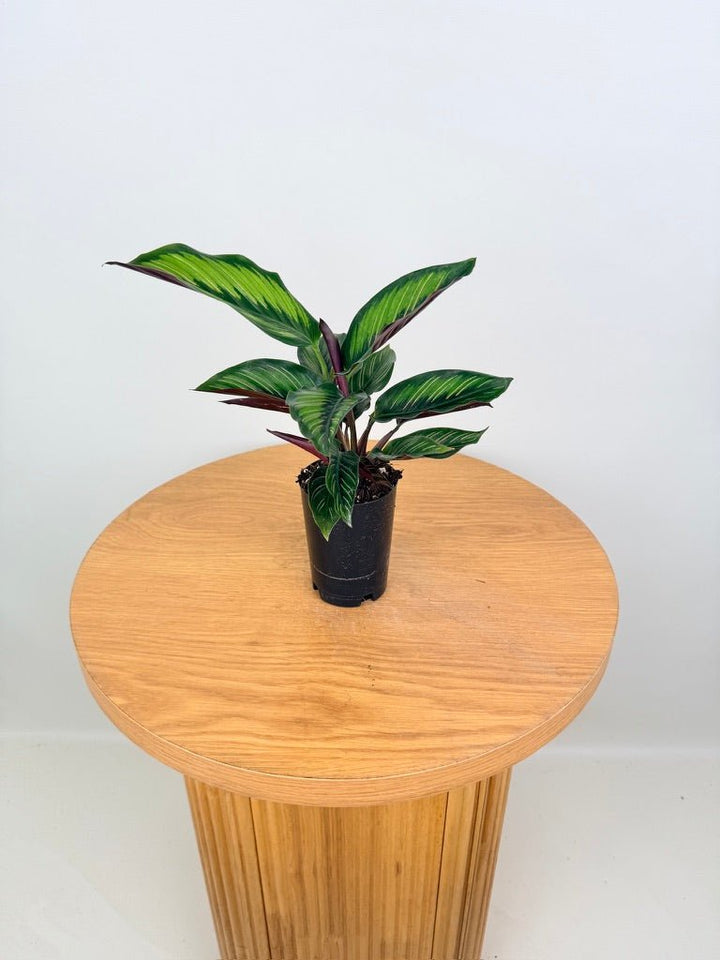 Goeppertia [Calathea] Ornata - Beauty Star | Uprooted