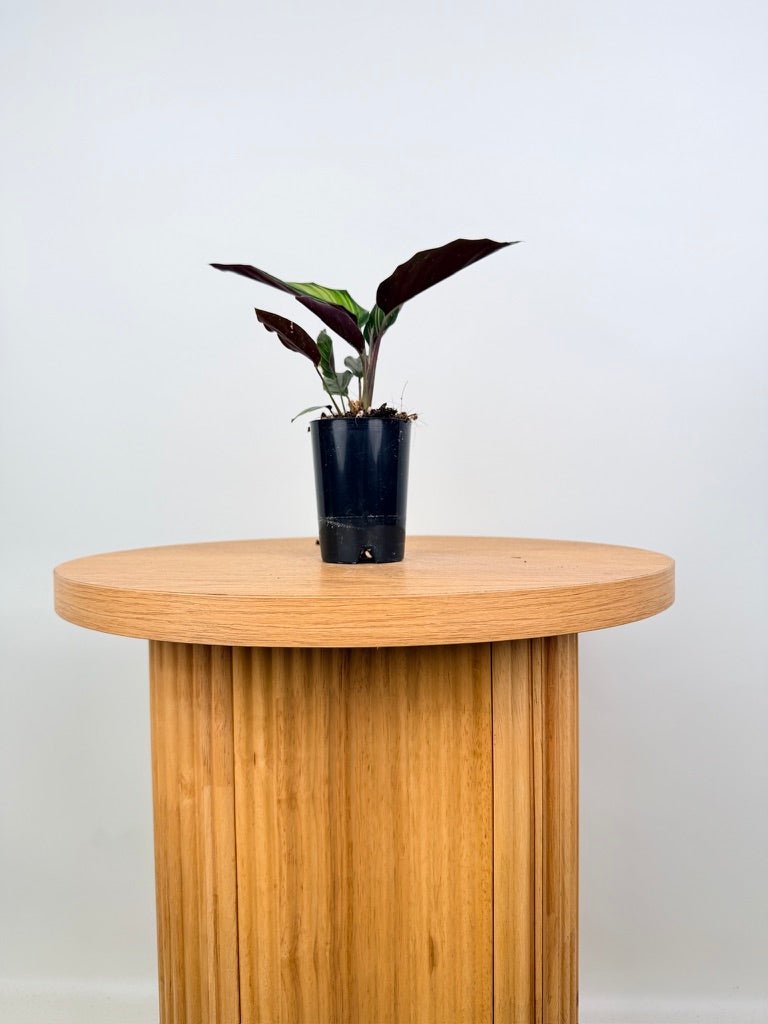 Goeppertia [Calathea] Ornata - Beauty Star | Uprooted