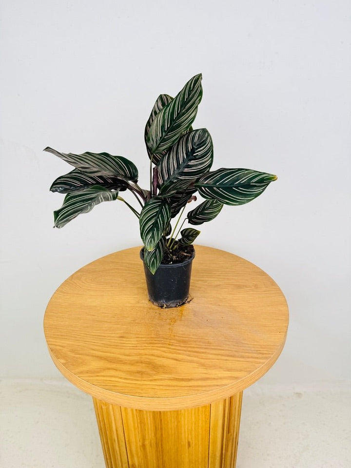 Goeppertia [Calathea] Ornata - Sanderiana | Uprooted