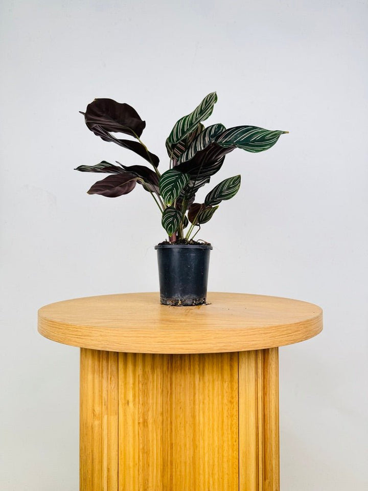 Goeppertia [Calathea] Ornata - Sanderiana | Uprooted