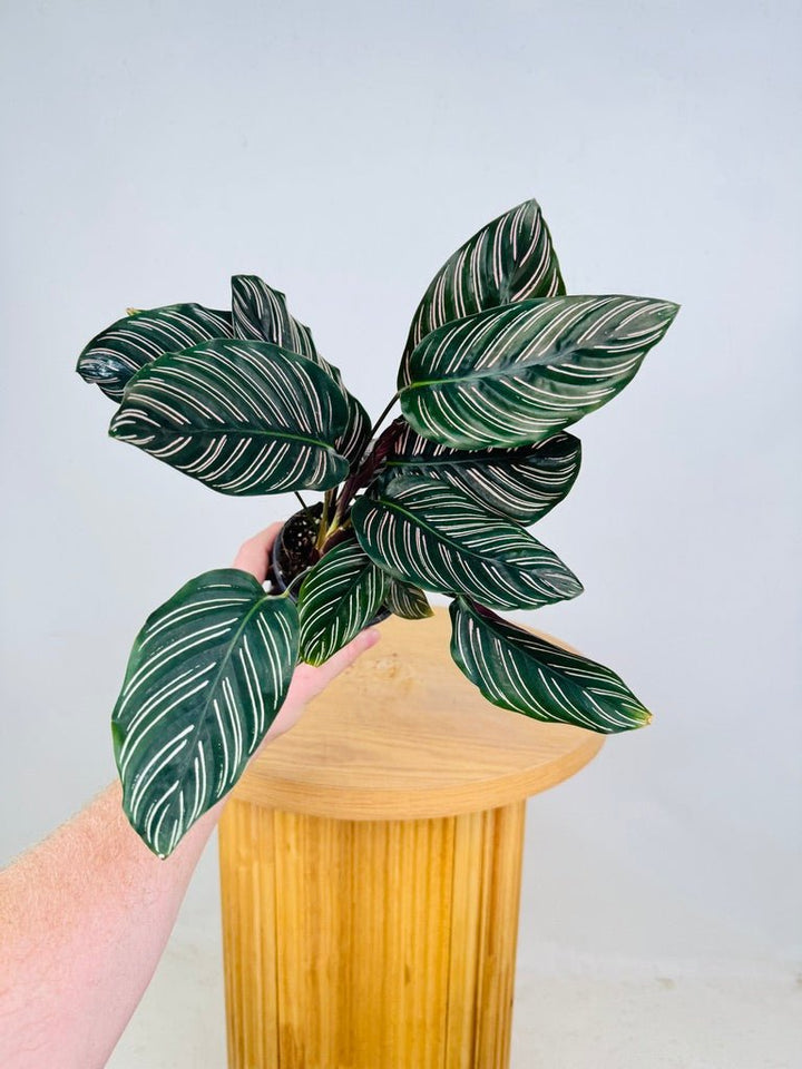 Goeppertia [Calathea] Ornata - Sanderiana | Uprooted