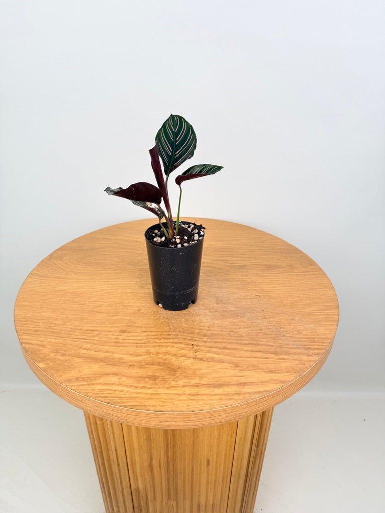 Goeppertia [Calathea] Ornata - Sanderiana | Uprooted
