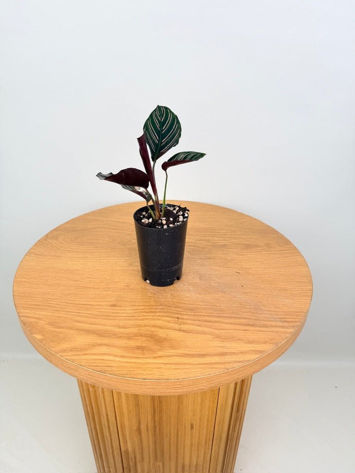 Goeppertia [Calathea] Ornata - Sanderiana | Uprooted