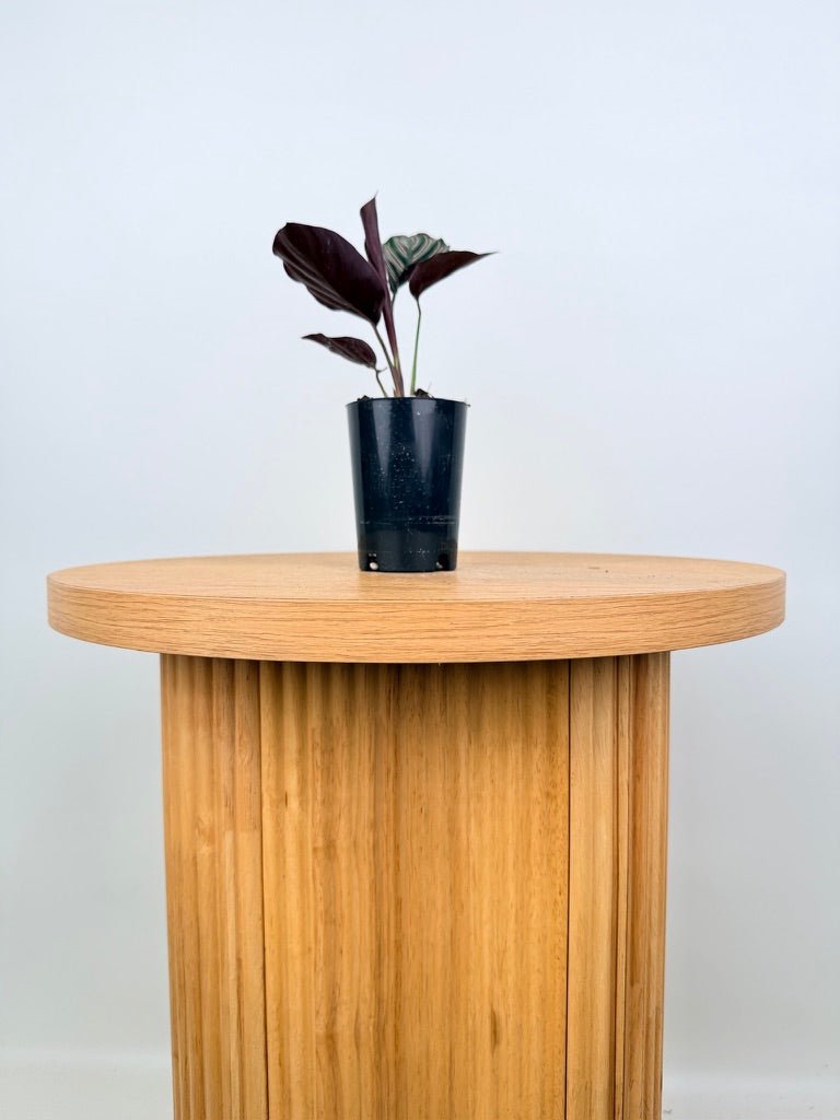 Goeppertia [Calathea] Ornata - Sanderiana | Uprooted