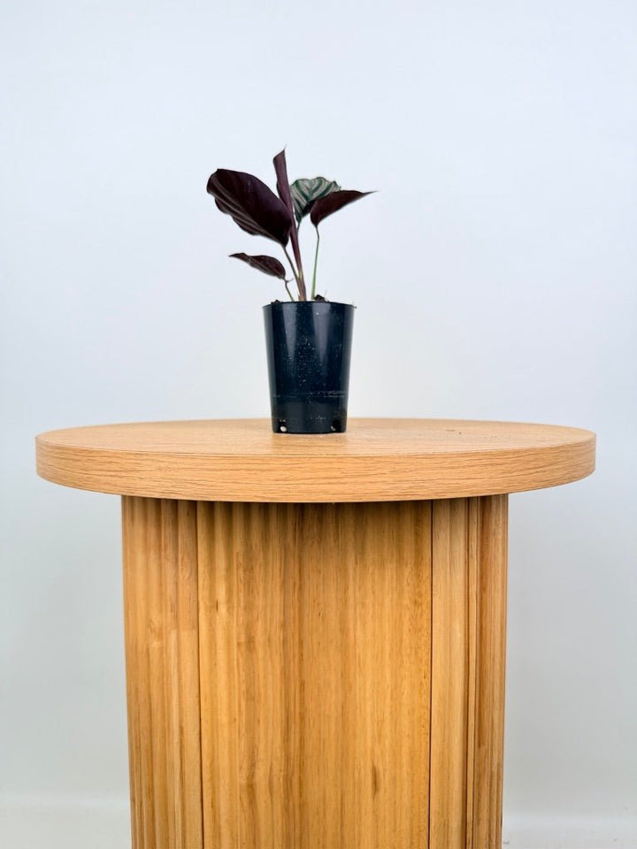 Goeppertia [Calathea] Ornata - Sanderiana | Uprooted